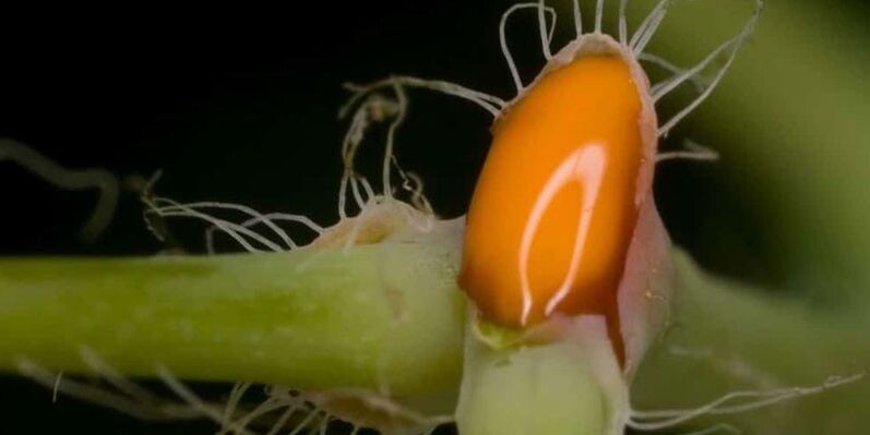 zume de celidonia para o tratamento de fungos nas unhas dos pés